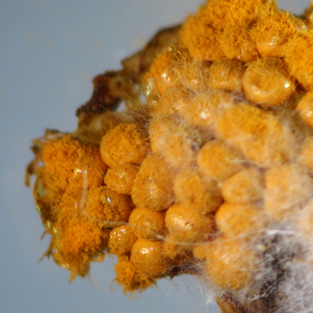 Trichia scabra