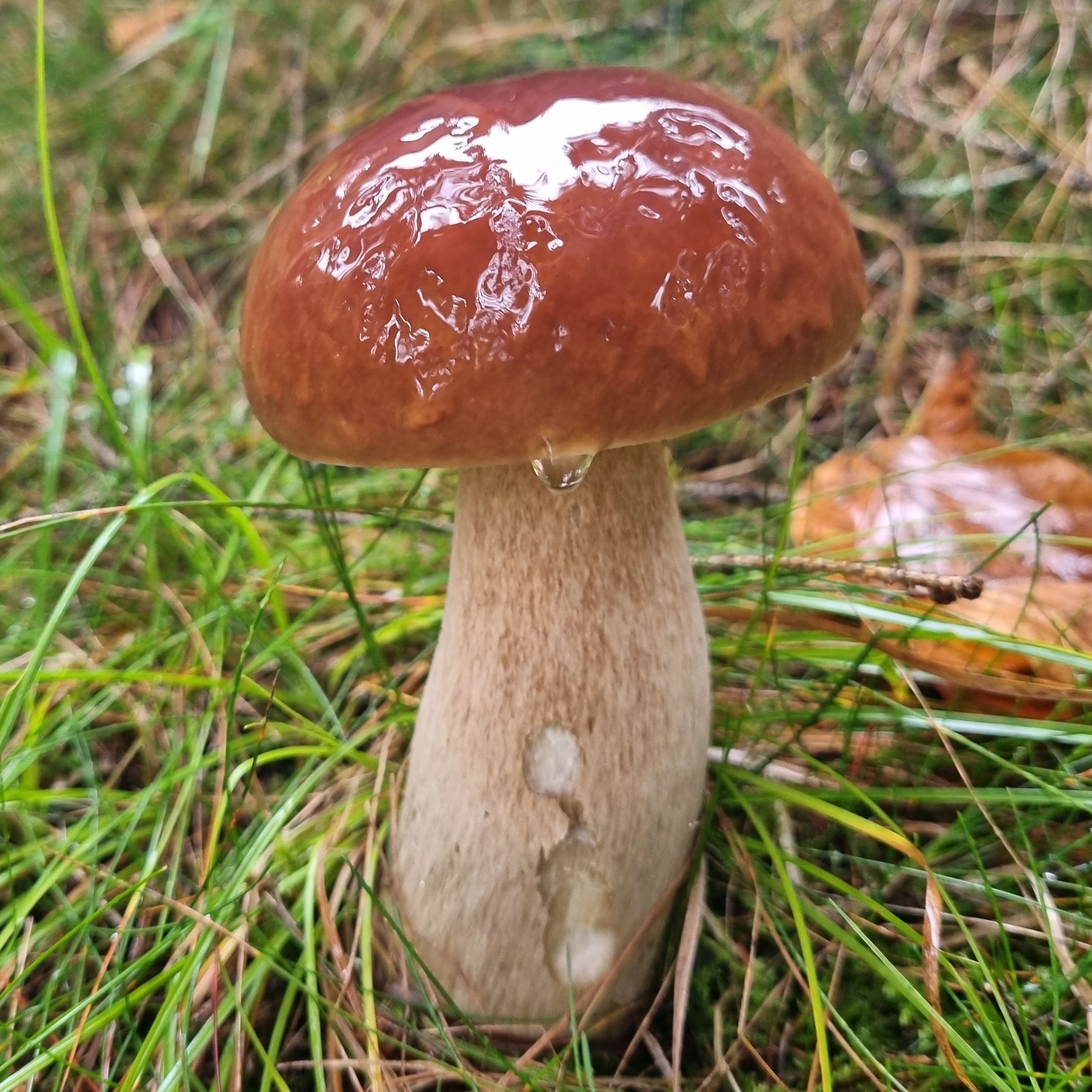 Steinpilz