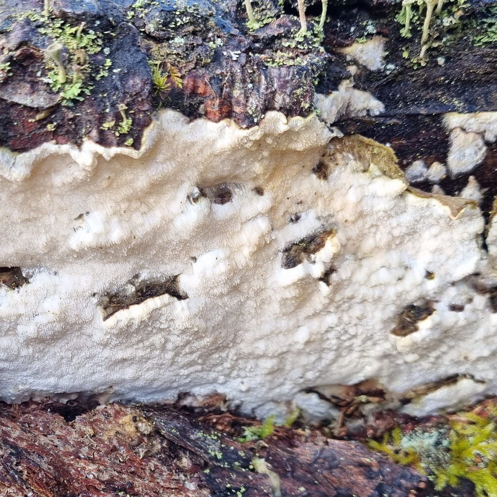 Grauweißer Resupinatporling