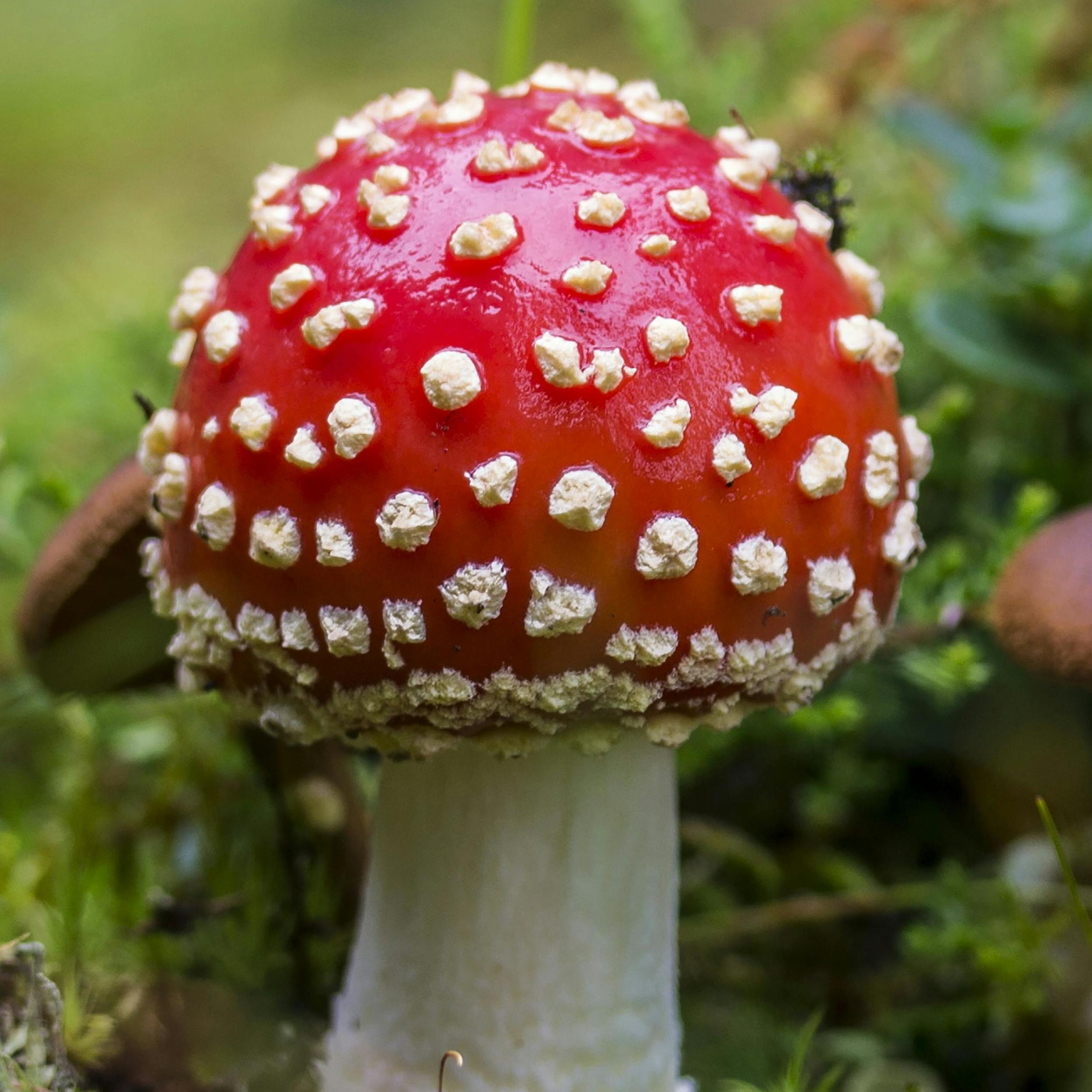 junger Fliegenpilz mit Velumflocken