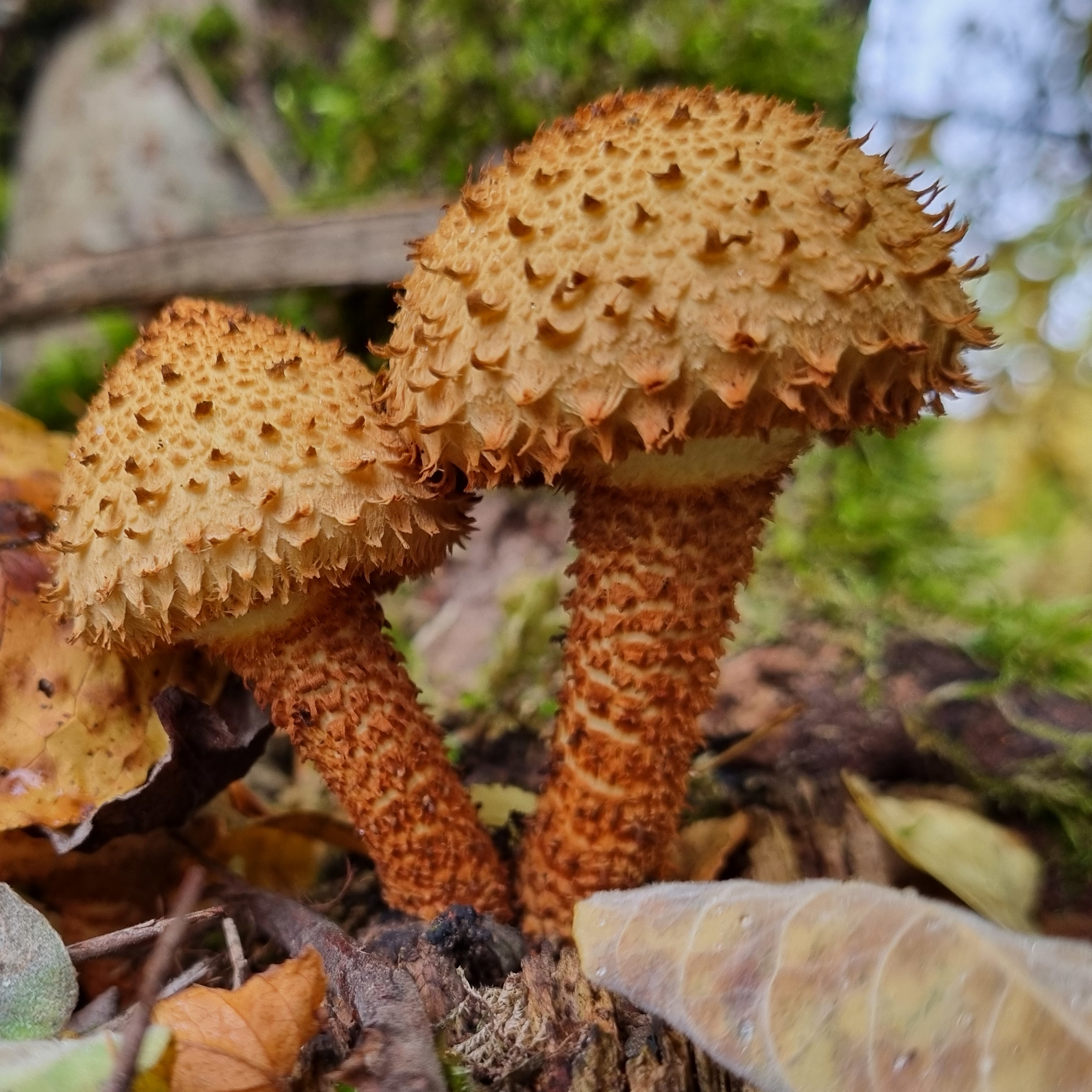 junger sparriger Schüppling