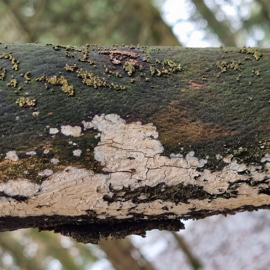 Zusammenfließender Reibeisenpilz